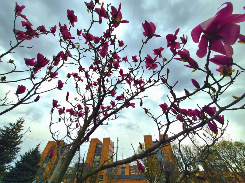 Погода у Дніпрі 14 квітня: без дощу, але заморозки на ґрунті збережуться