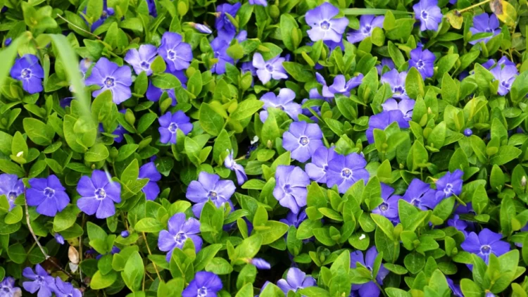 Які квіти посадити на могилі: кам'яна троянда та інші