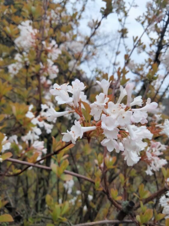 Весна у Ботанічному саду ДНУ: фоторепортаж квітня 2026    