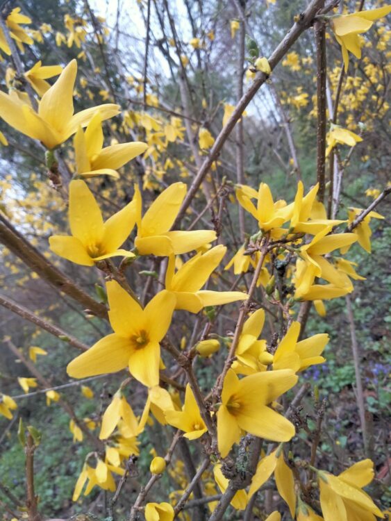 Весна у Ботанічному саду ДНУ: фоторепортаж квітня 2026 