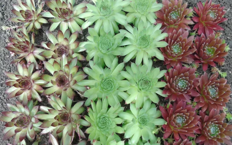 Які квіти посадити на могилі: кам'яна троянда та інші