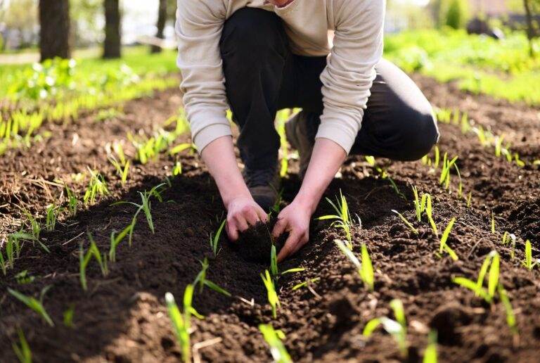 Що садити у квітні 2026: город після заморозків — поради
