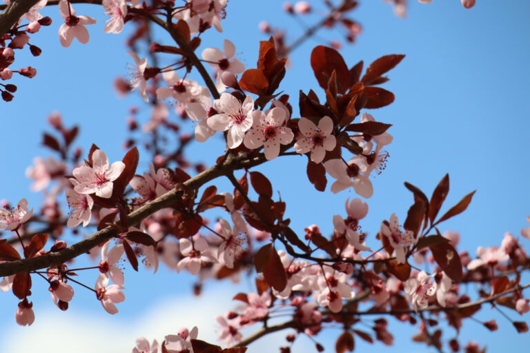 Погода Дніпро 13 квітня 2026: заморозки вночі та дощ