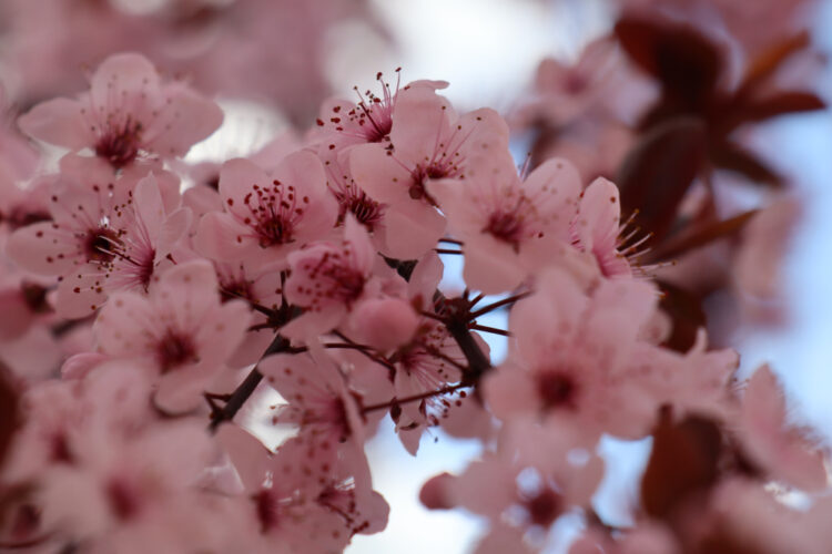 Слива Піссарді розквітла у Покрові на Дніпропетровщині