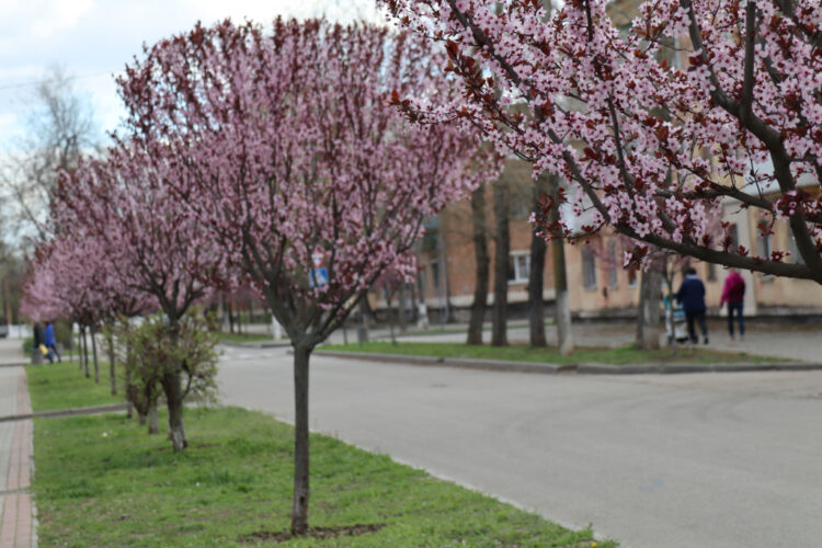 Слива Піссарді розквітла у Покрові на Дніпропетровщині