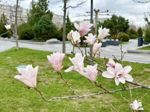 10 сортів, 5 локацій і перше цвітіння: де у Дніпрі милуватися магноліями цієї весни