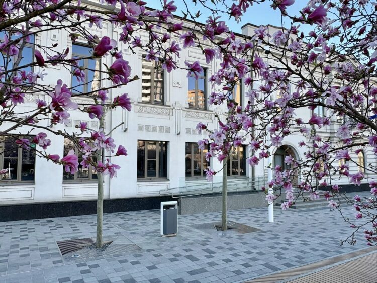 Магнолії у Дніпрі 2026: де цвітуть, які сорти та нові локації