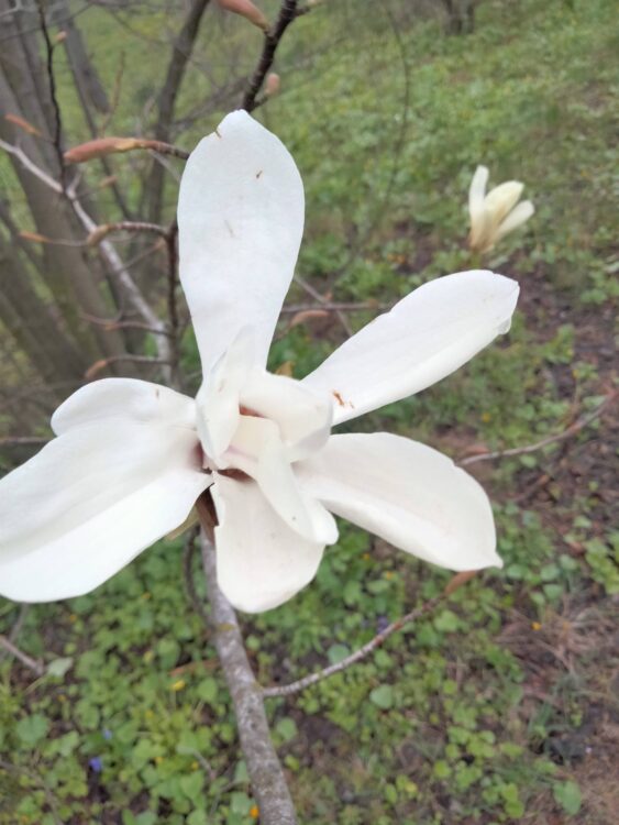 Весна у Ботанічному саду ДНУ: фоторепортаж квітня 2026    