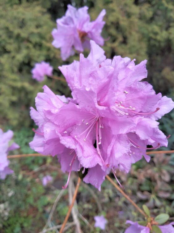 Весна у Ботанічному саду ДНУ: фоторепортаж квітня 2026    