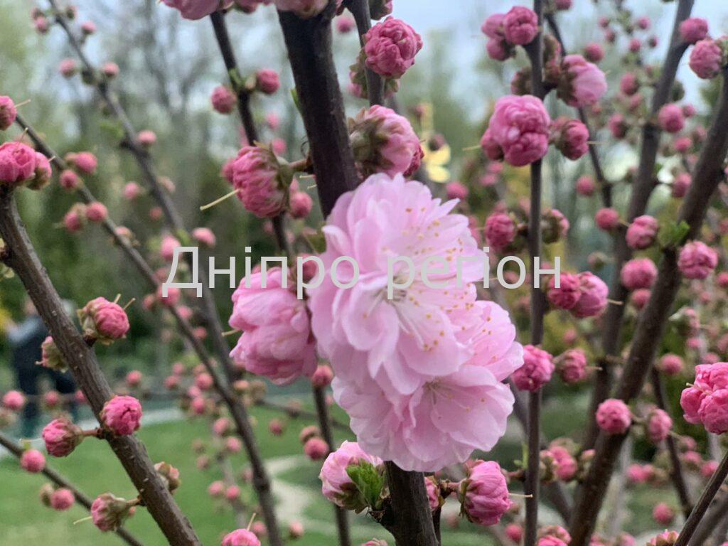 Де цвітуть сакури у Дніпрі 2026: магнолії та тюльпани — найкращі місця для прогулянки Де цвітуть сакури у Дніпрі 2026: магнолії та тюльпани — найкращі місця для прогулянки