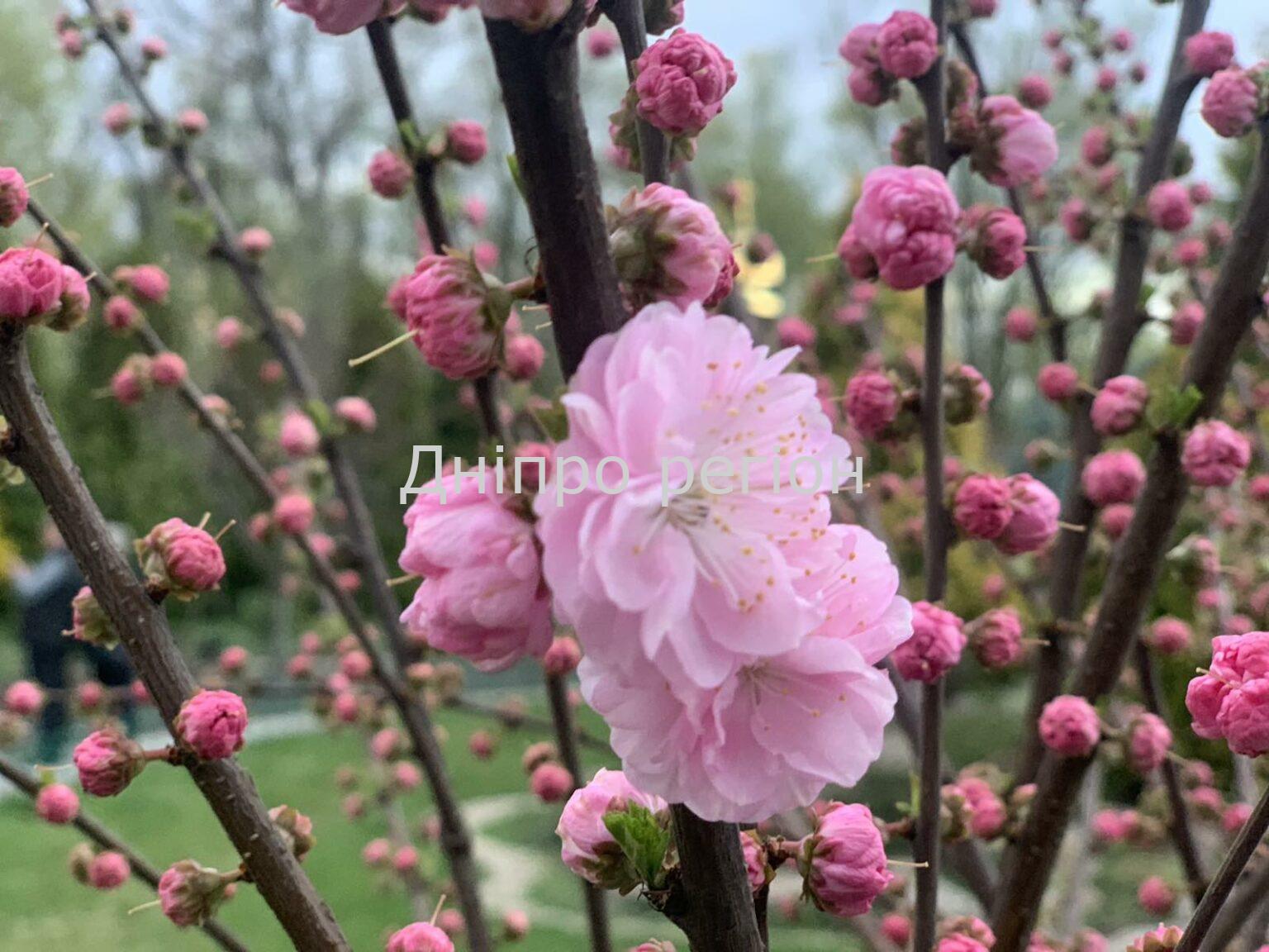 Де цвітуть сакури у Дніпрі 2026: магнолії та тюльпани — найкращі місця для прогулянки