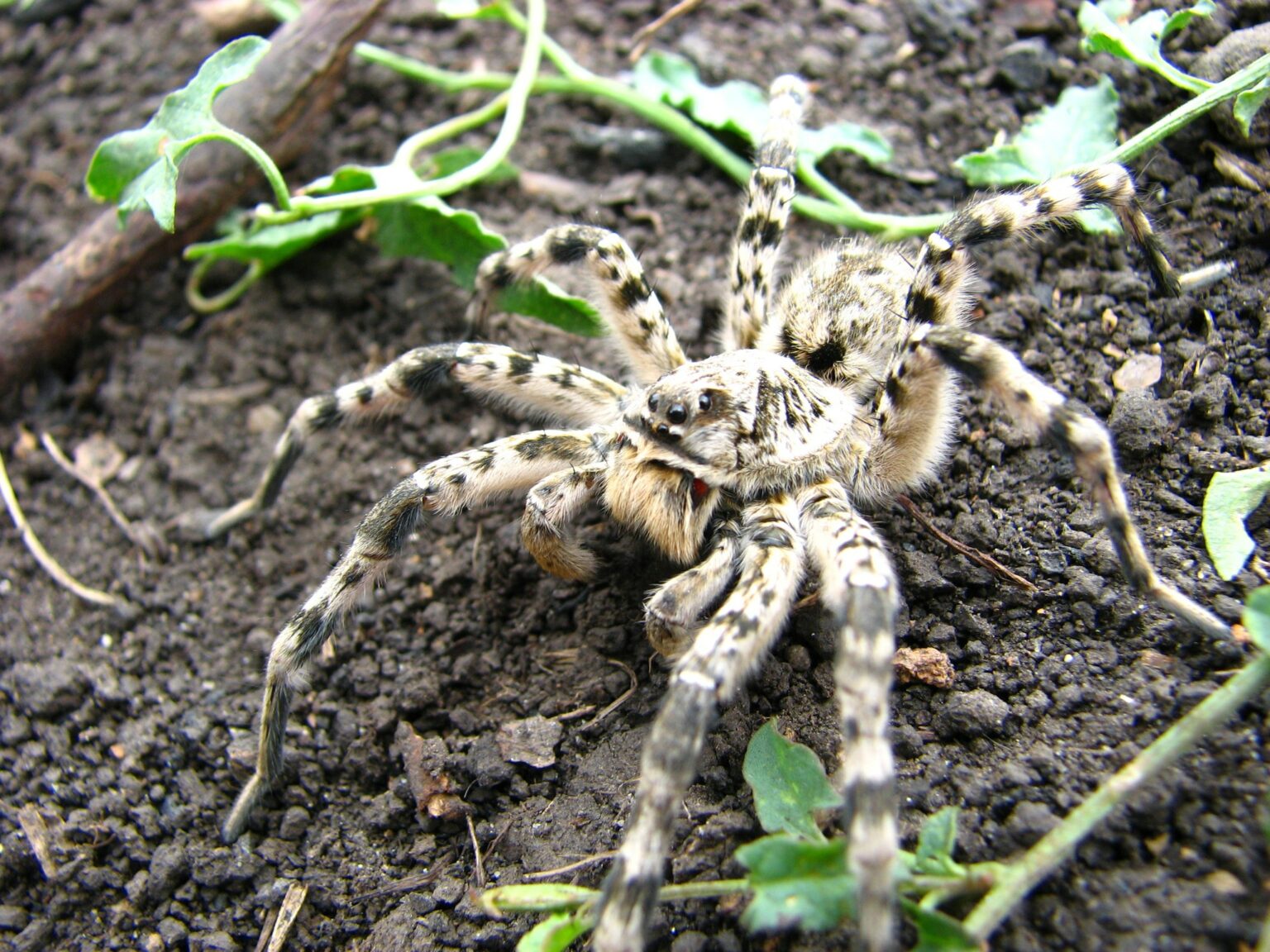 Тарантули на Дніпропетровщині: небезпека укусу та що робити