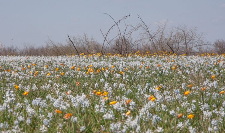 Поля червонокнижних квітів розцвіли на Криворіжжі