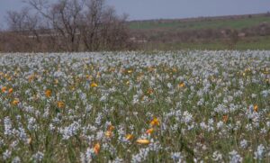 Неймовірна весна на Криворіжжі: поля червонокнижних квітів вкрили долину річки Кам’янка
