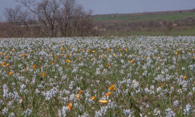 Поля червонокнижних квітів розцвіли на Криворіжжі