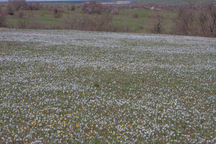 Поля червонокнижних квітів розцвіли на Криворіжжі