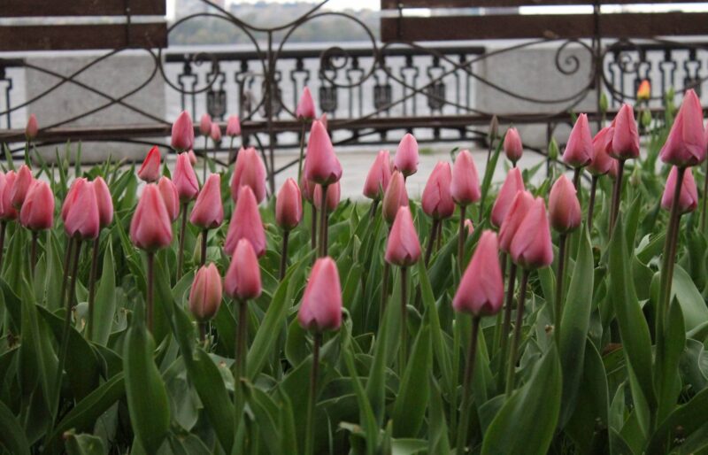 Вдень до +16°, вночі заморозки: погода у Дніпрі 25 квітня