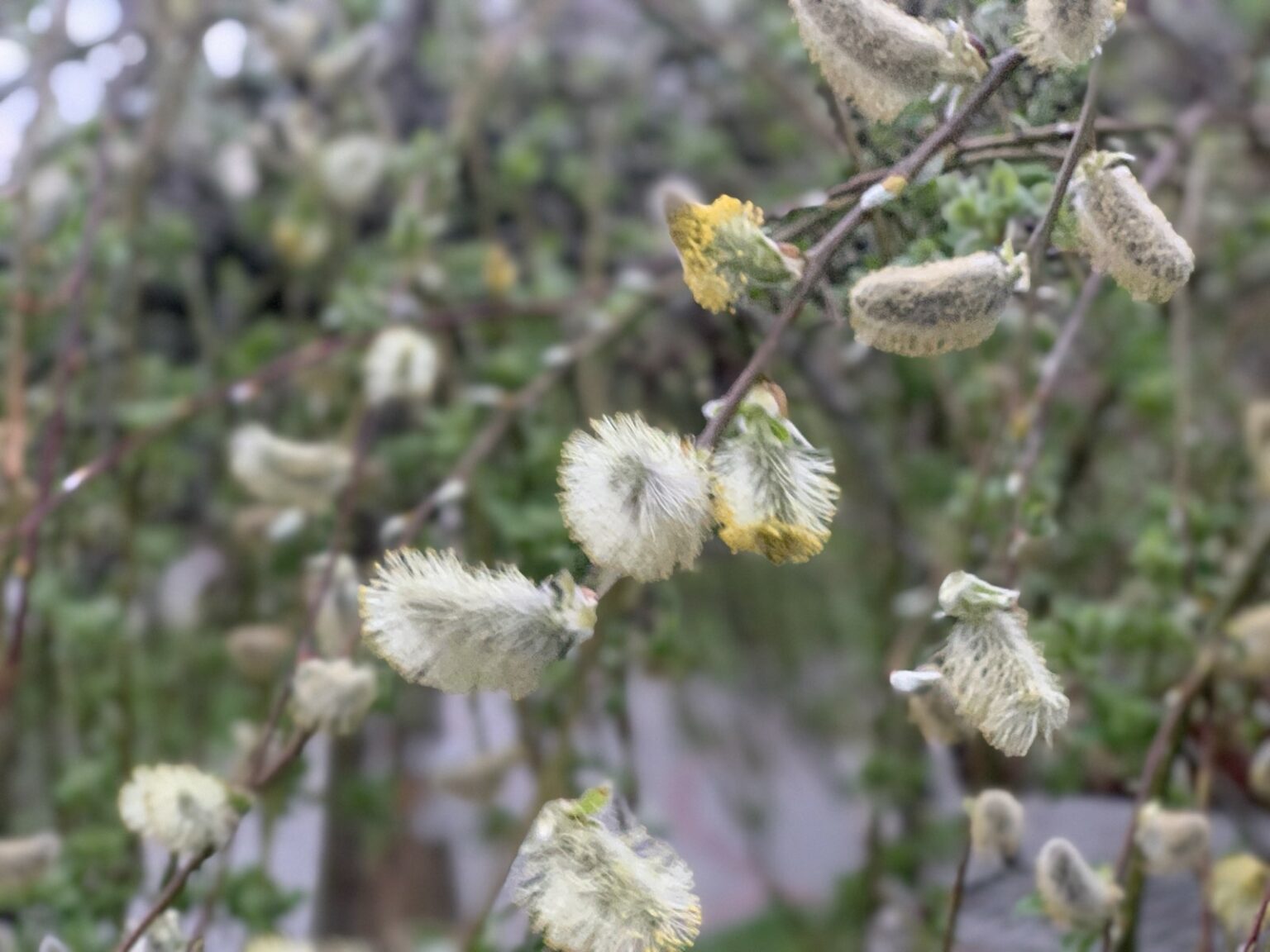 Вербна неділя 2026: що можна і що не можна робити