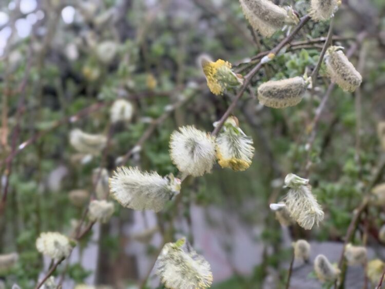 4 квітня — Лазарева субота: що це за свято, традиції, прикмети та що не можна робити в цей день