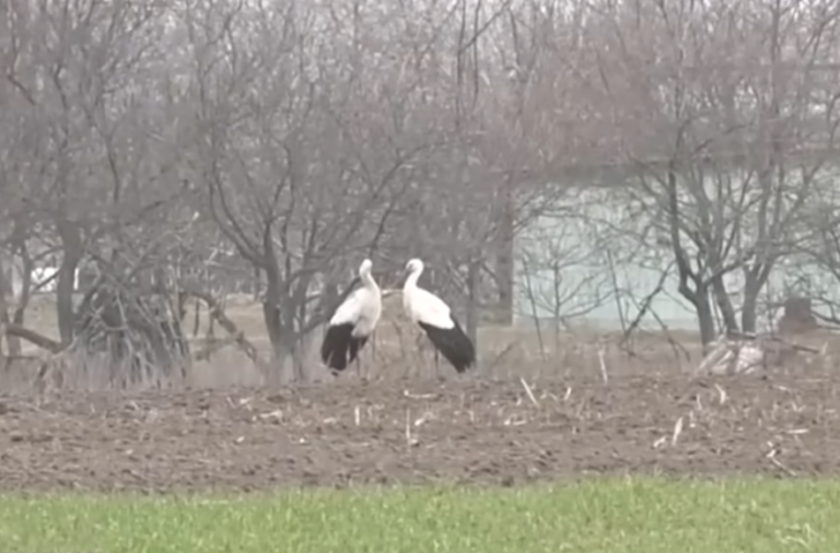 Лелеки повернулися: енергетики рятують гнізда птахів