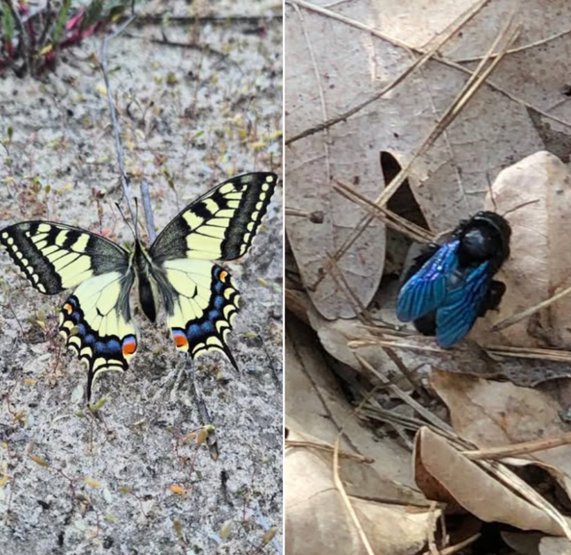 У заповіднику на Дніпропетровщині знайшли два види з Червоної книги