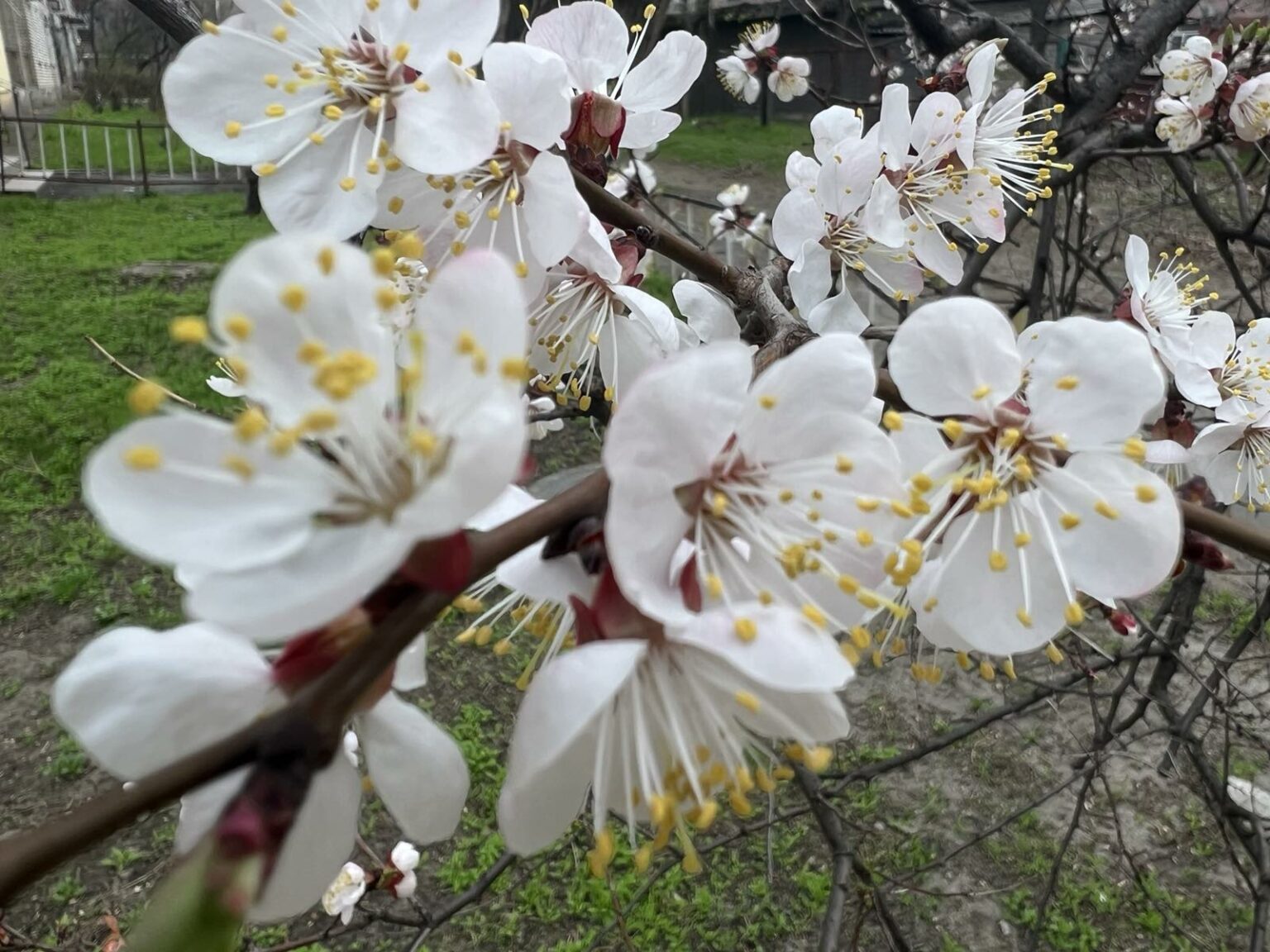 7 квітня — Великий вівторок 2026: яке церковне свято, традиції, заборони та народні прикмети 7 квітня 2026 — Великий вівторок