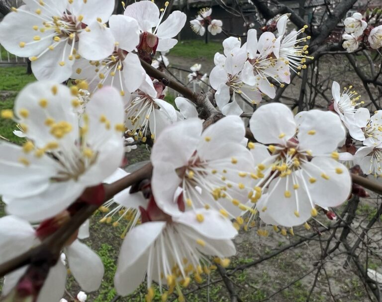 7 квітня 2026 — Великий вівторок