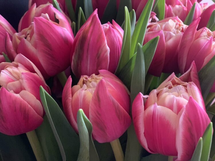 Які квіти посадити на могилі: кам'яна троянда та інші