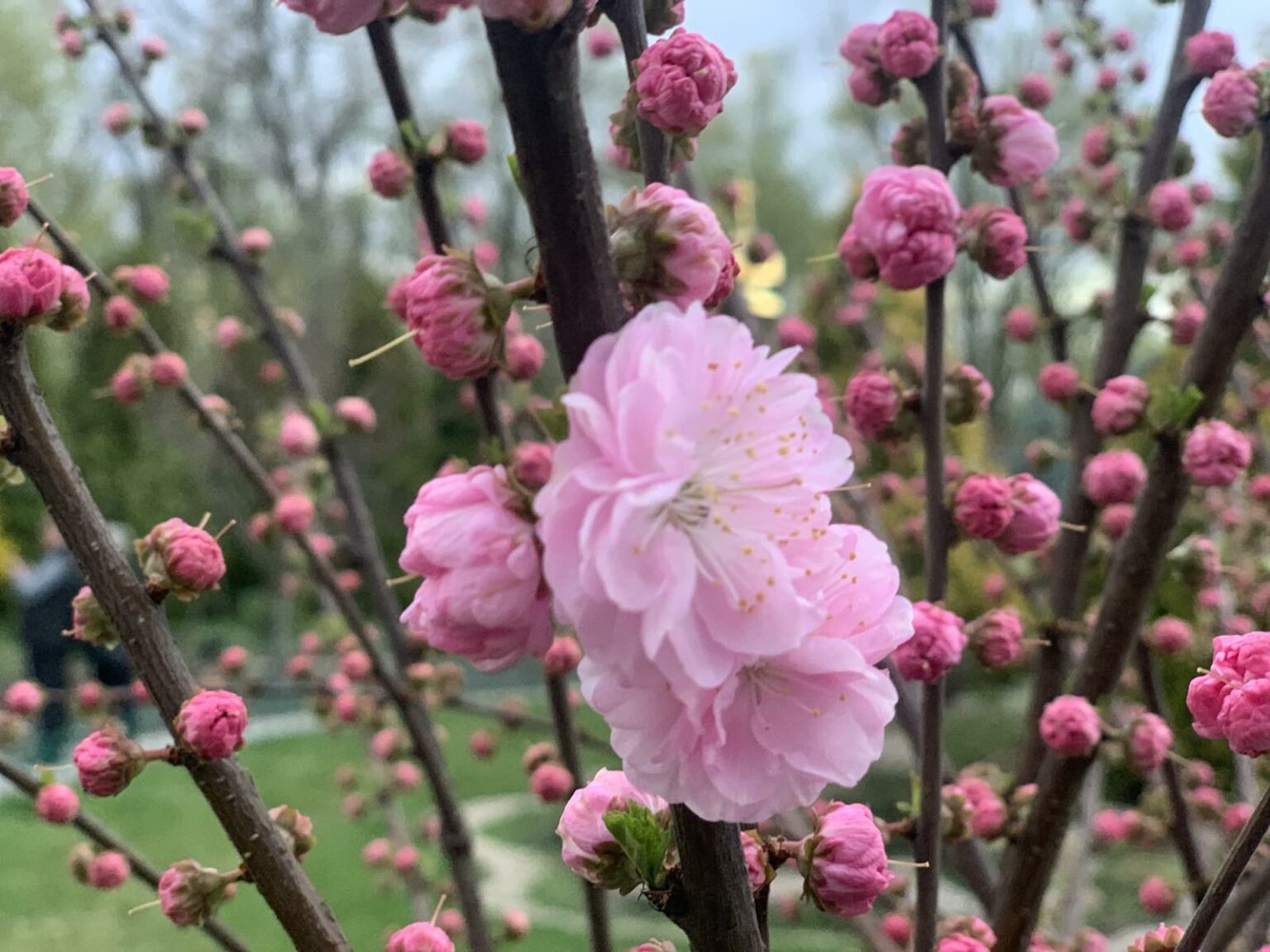 13 квітня 2026: церковне свято, Світлий понеділок — традиції