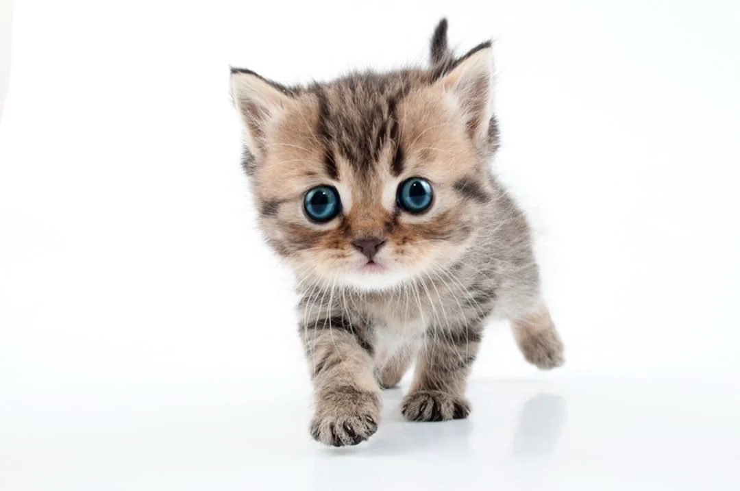 маленьке кошеня