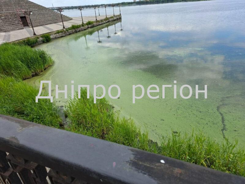У Дніпрі річка перетворилася на зелене болото біля Фестивального причалу (ФОТО)
