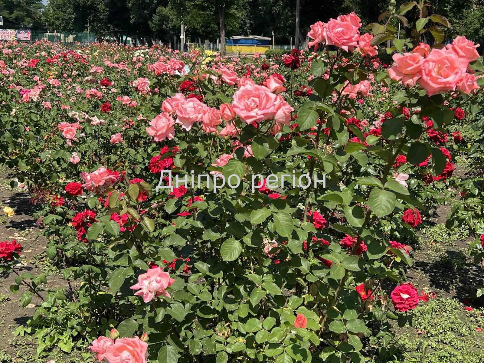 Масово розквітли лаванда та троянди: де у Дніпрі зробити круті фото (ФОТО) Масово розквітли лаванда та троянди: де у Дніпрі зробити круті фото (ФОТО)