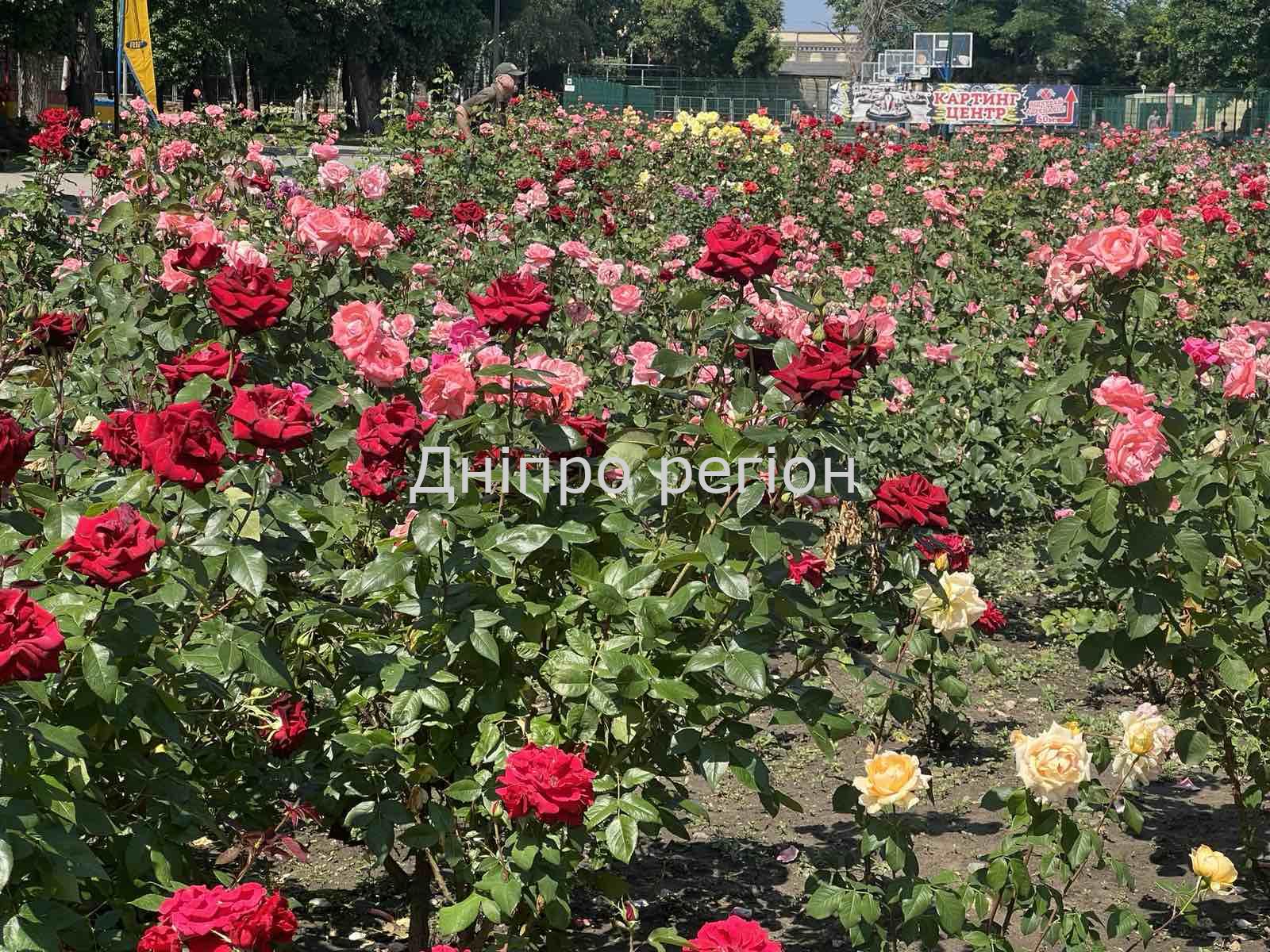 Масово розквітли лаванда та троянди: де у Дніпрі зробити круті фото (ФОТО) Масово розквітли лаванда та троянди: де у Дніпрі зробити круті фото (ФОТО)