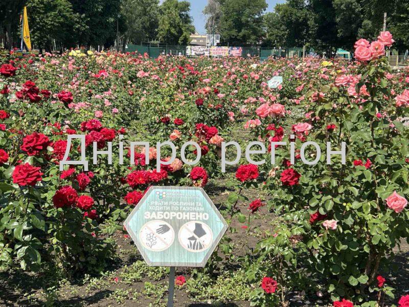 У Дніпрі масово розквітли лаванда та троянди: де знайти найкращі місця для фотосесії (ФОТО)