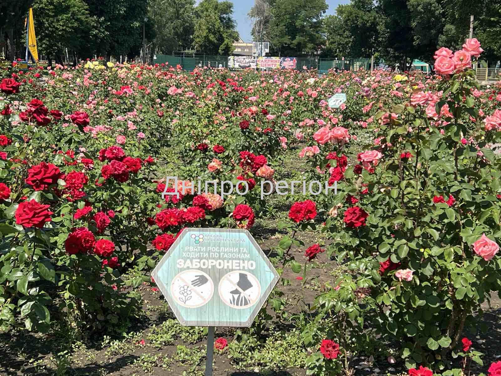 Масово розквітли лаванда та троянди: де у Дніпрі зробити круті фото (ФОТО)