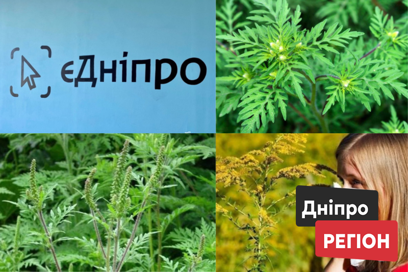 У Дніпрі через застосунок «єДніпро» збирають скарги на амброзію: куди повідомляти