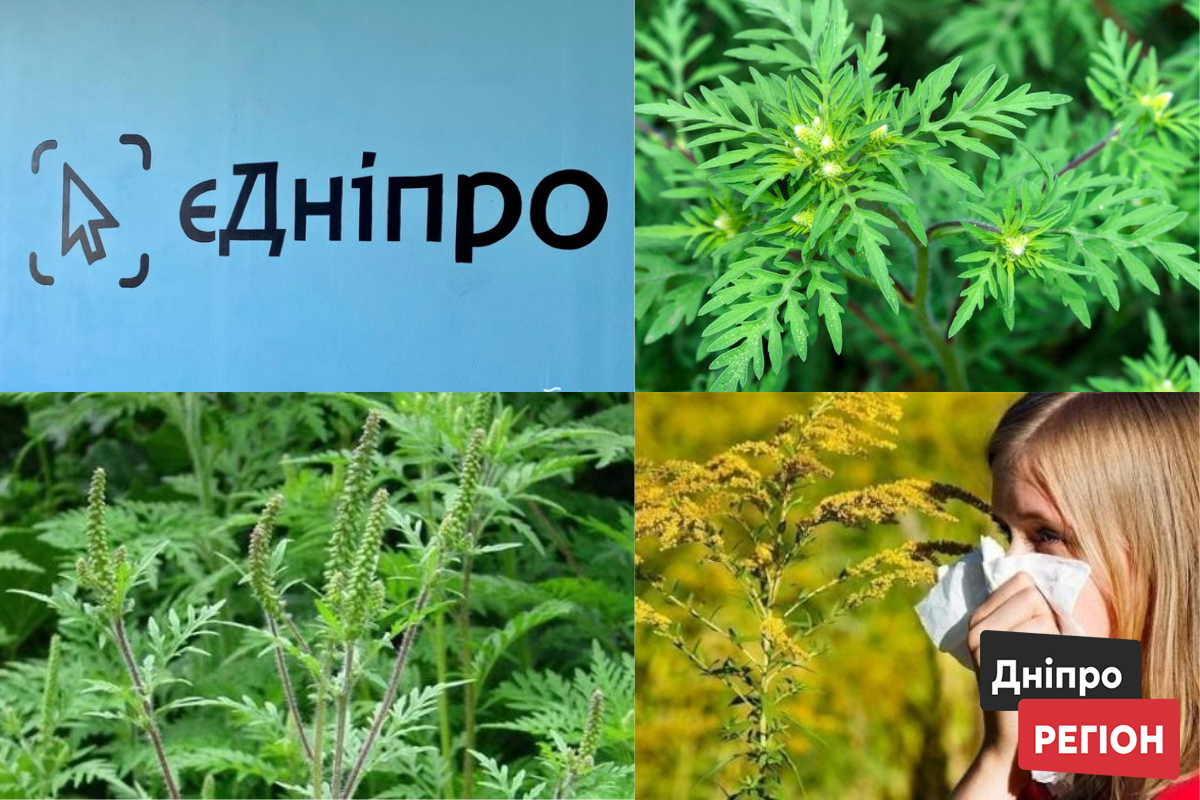 У Дніпрі збирають скарги на амброзію через єДніпро