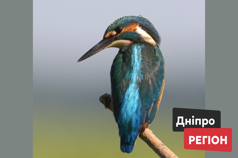 Блакитна перлина Дніпра: фотограф показав знімки рибалочки