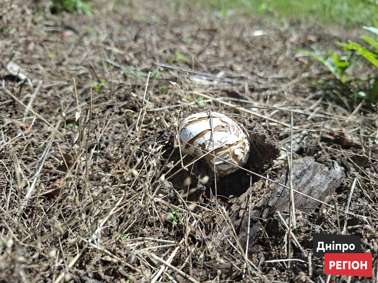 На Монастирському острові у Дніпрі помітили печериці