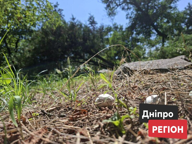 Ростуть просто під ногами: на Монастирському острові у Дніпрі помітили печериці