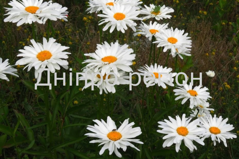 Спека до +36 та висока небезпека: прогноз погоди на Дніпропетровщині на 2 липня