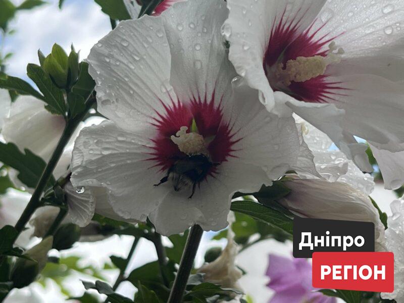 Вдарить гроза та шквалистий вітер: синоптики попередили Дніпро про небезпеку