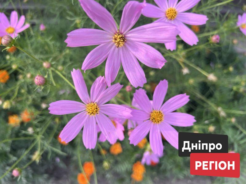 Жара спадает: какая погода ожидается в Днепре и области 24 июля