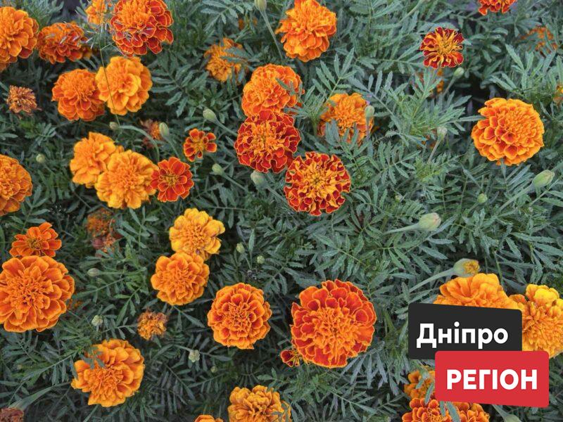 Днепр ждут дожди и грозы: прогноз погоды на 25 июля